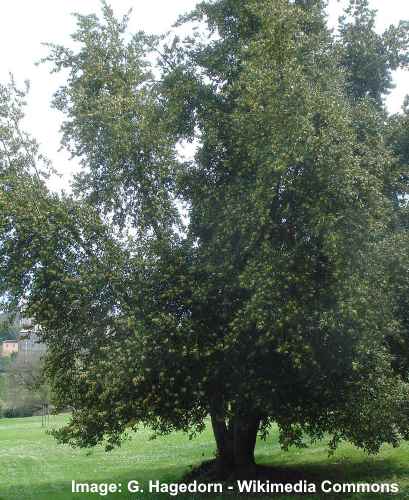 Laurel Tree (Laurus nobilis)