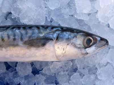 mackerel