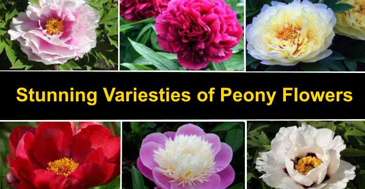 Types Of Peonies With Gorgeous Flowers Color Picture Name