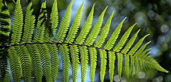 Types Of Ferns Varieties Of Indoors And Outdoors Fern Plants