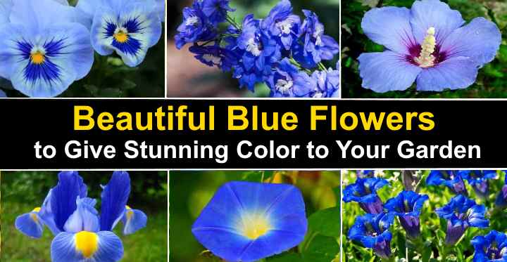 Stunning Types Of Blue Flowers With
