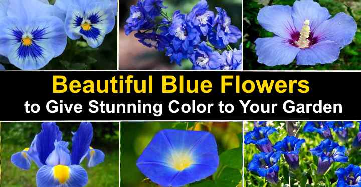 Types of deals blue flowers