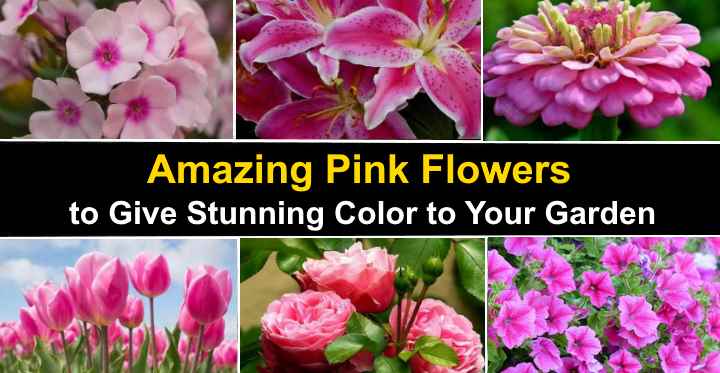 Types Of Pink Flowers With Name And Picture Easy Identification