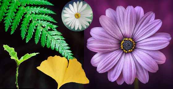 Types Of Plants Different Kinds Of Plants And Their Classification These names are either derived from formation, color or sometimes shape of the plant. leafy place