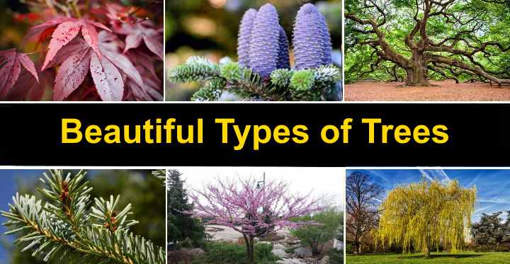 pictures of different types of trees with their names