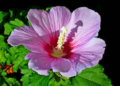 Types Of Pink Flowers With Name And