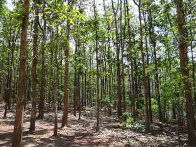 Tall thin teak trees in the forest