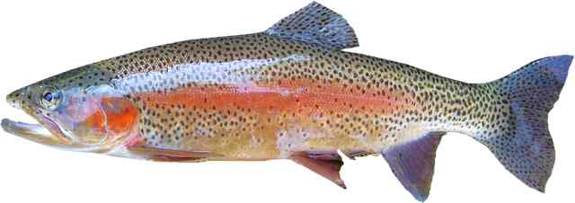 trout