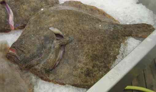 turbot