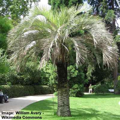 Top 17 Small Or Dwarf Palm Trees With Identification Guide Pictures