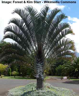 How To Identify Species Of Palm Trees