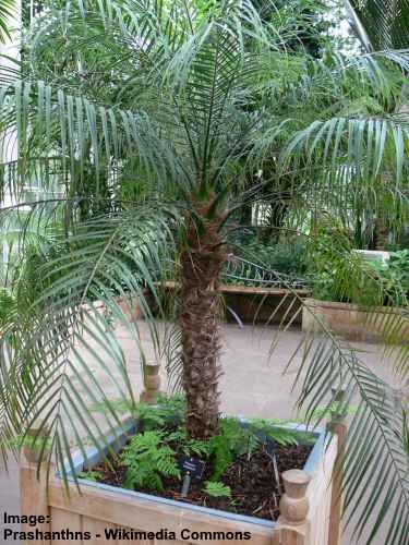 Pygmy Date Palm Phoenix roebelenii
