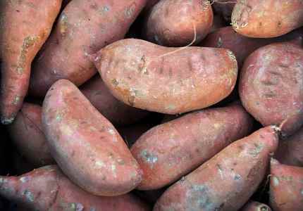 Types Of Sweet Potatoes Japanese Hannah Jersey And More,Potato Bread Nutrition