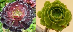 71 Types of Succulents with Pictures and Names: An Identification Guide