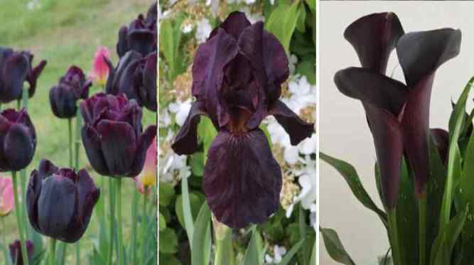 magnificent-types-of-black-flowers-with-pictures-and-names