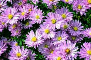 Types of Aster Flowers: Varieties of Aster Plant (With Pictures)