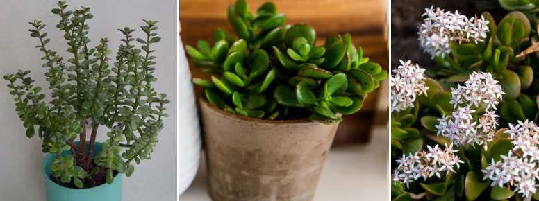 Crassula ovata - denna jade växt är också känd som pengar träd eller pengar växt