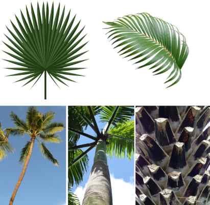 palm tree identification features