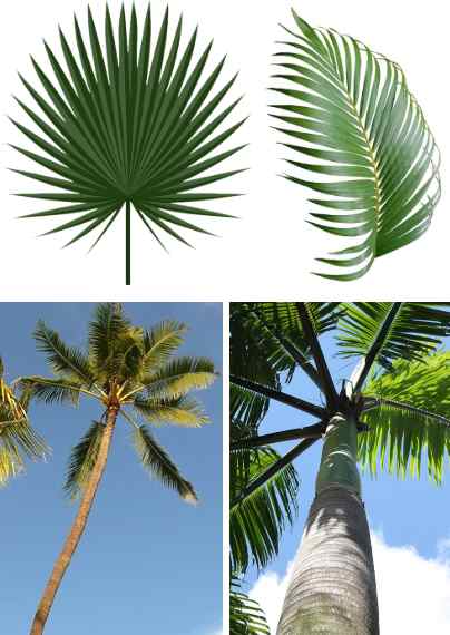 74 Types Of Palm Trees With Identification Guide (Pictures & Name)