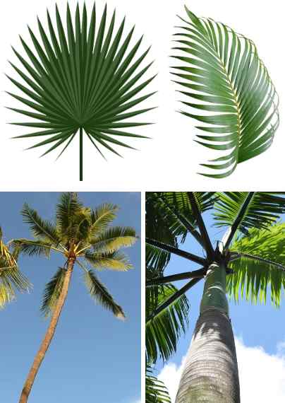 74-types-of-palm-trees-with-identification-guide-pictures-name