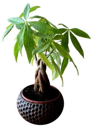 1Pcs Pachira Money Tree Seeds Good Luck Much Money Indoor Plant Ornamental GF 