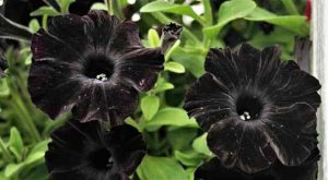 Magnificent Types of Black Flowers with Pictures and Names