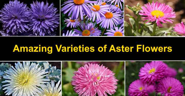 Types of Aster Flowers: Varieties of Aster Plant (With Pictures)