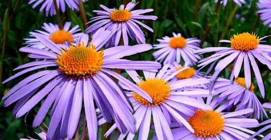 Types of Aster Flowers Varieties of Aster Plant (With