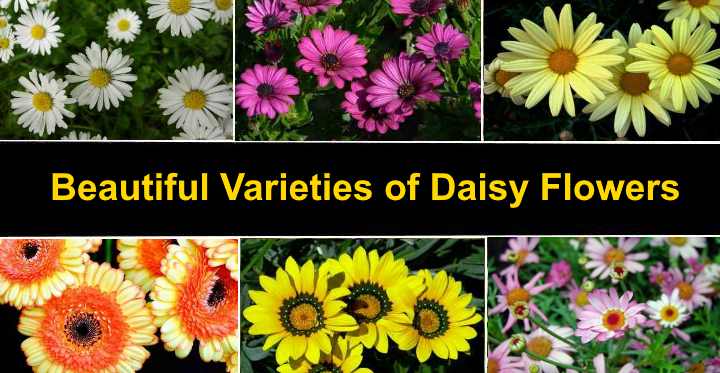 Different Types Of Daisies: Learn About The Differences Between