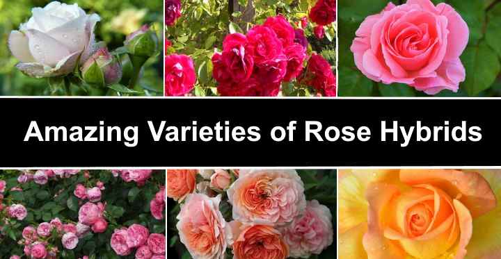 23 Types Roses Pictures and Names) - Identification Guide