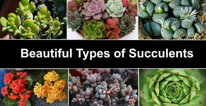 Types Of Succulents Species Varieties Identification Pictures