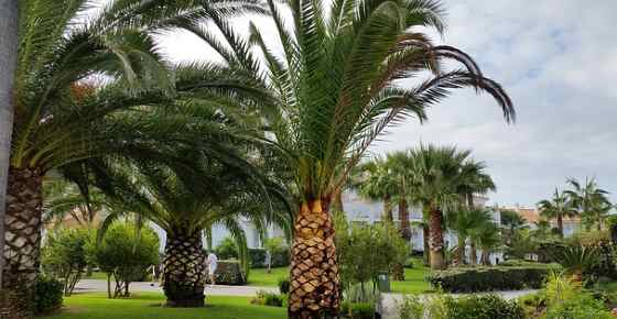 Types Of Palm Trees With Identification Guide Pictures Name