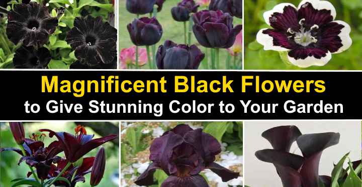 Magnificent Types Of Black Flowers With Pictures And Names