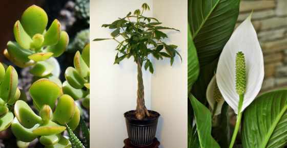 10 Plants that Attract Good Luck, Prosperity and Fortune (Lucky Plants)