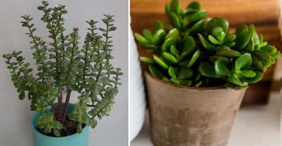 Money Plant Jade Plant Or Jade Tree Care Types And More