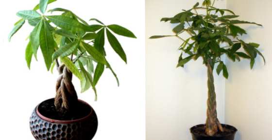 Money Tree Plant Pachira Aquatica Care Types Pictures And More