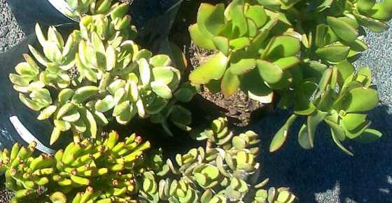 Plantas de jade