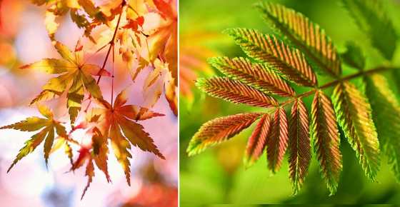 Types Of Tree Leaves With Pictures For Easy Identification