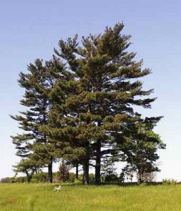 69 Types Of Pine Trees: Identification Guide With Pictures