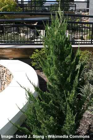 Arvore de zimbro Evergreen (Juniperus chinensis 'Torulosa')