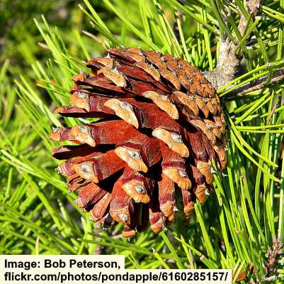 Pinus clausa cone