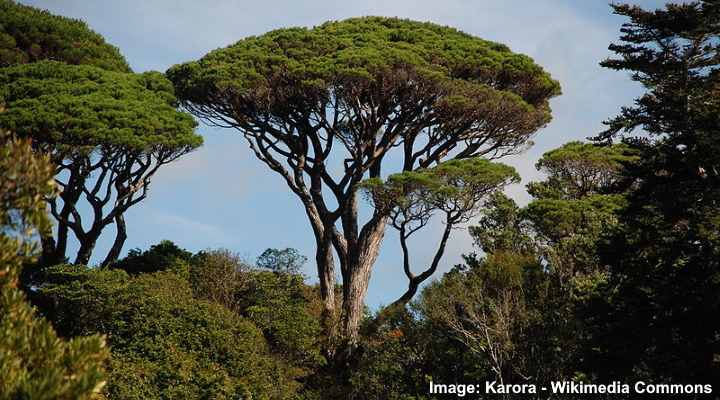 Italian Stone Pine Tree (Pinus Pinea)