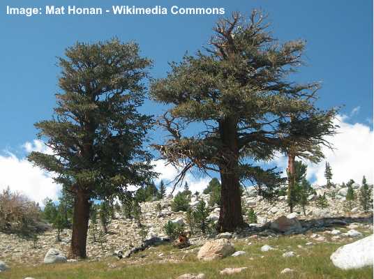 Foxtail Pine Tree (Pinus balfouriana)