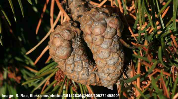 Pinus banksiana cones