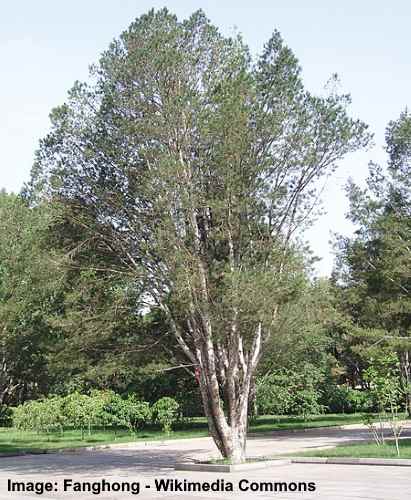 Lacebark Pine Tree (Pinus bungeana)