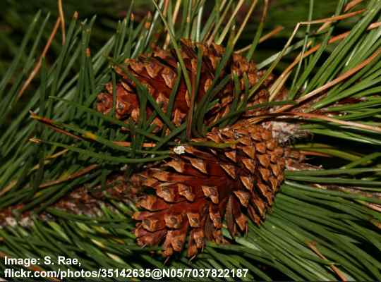 Pinus contorta cones