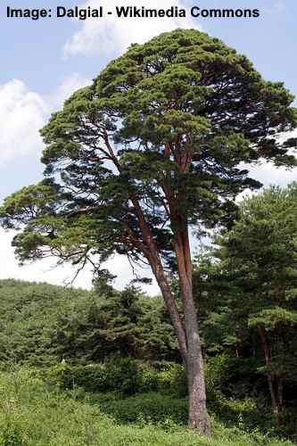 Japanese Red Pine Tree (Pinus densiflora)