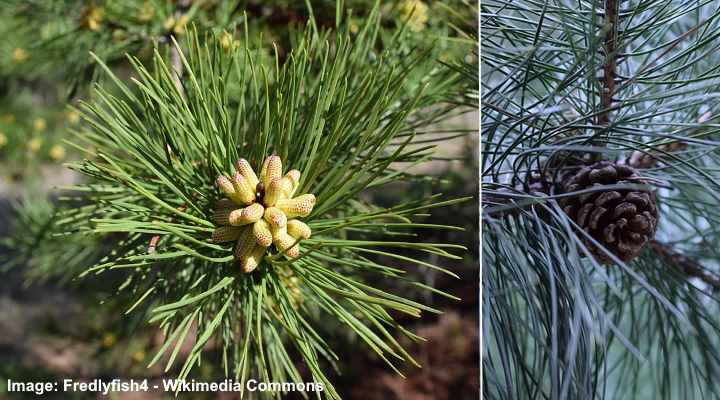 Pinus echinata male and female cones