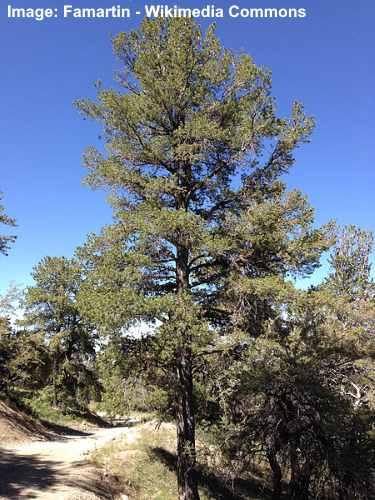 Limber Pine Tree (Pinus flexilis)