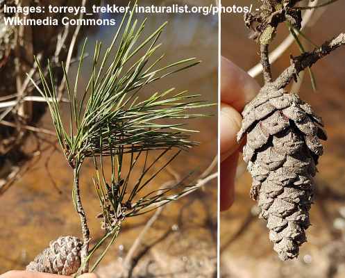 Pinus glabra needles and cone